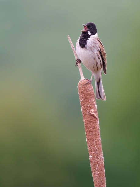 istock Reed bunting, Emberiza schoeniclus 1226588116
