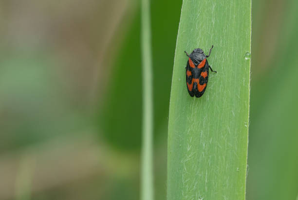 血のセミ(セルコピス・ヴルネラータ)が緑色のリードの上を這う - ladybug insect leaf beetle ストックフォトと画像