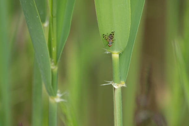 a small fly with dotted wings hangs from a green reed