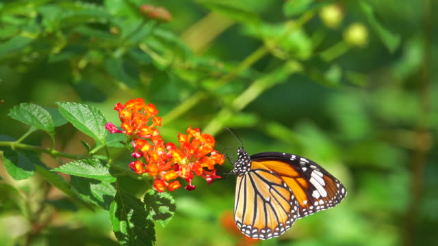 Monarch Butterfly On Orange Flower