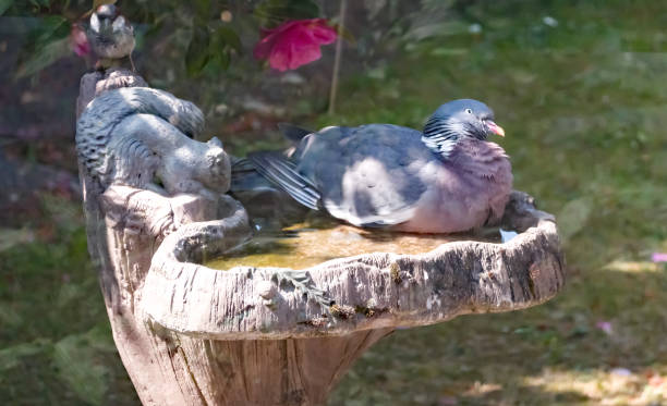 istock Wood pigeon sitting in a birdbath cooling off 1226588677
