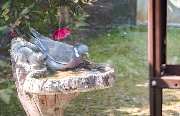 istock Wood pigeon sitting in a birdbath cooling off 1226589291