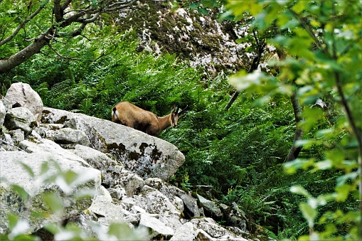 A Chamois goat-antelope spotted on a rock in the Vosges, France
