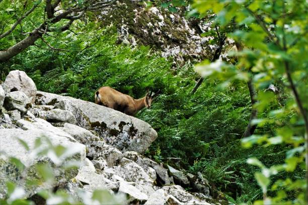 A Chamois goat-antelope spotted on a rock in the Vosges A Chamois goat-antelope spotted on a rock in the Vosges, France alpine chamois rupicapra rupicapra rupicapra stock pictures, royalty-free photos & images