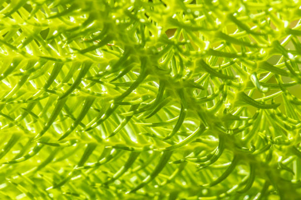 istock Green thuja tree branches background. Natural needles backdrop, bright evergreen texture 1226591989