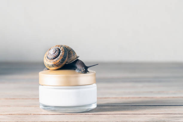 de cerca, de un caracol, rayando hacia un frasco de crema para la piel. - caracol fotografías e imágenes de stock