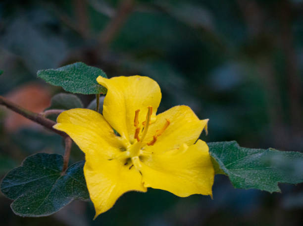 istock Yellow tree flower close up shot with leaves 1226592063