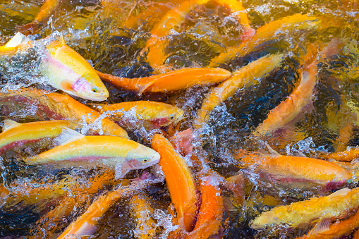 A lot of gold trout floating in a pond on a trout farm