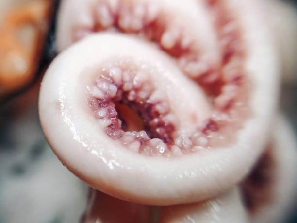 Delicacy octopus tentacle feeler seafood food animal macro photo