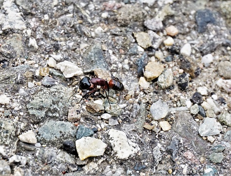 A big Camponotus ligniperda ant on grey stones
