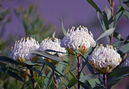Four hardy, drought tolerant water-wise Australian native white Shady Lady waratahs, Telopea speciosissima, family Proteaceae