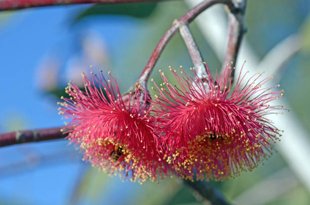 istock Two pink blossoms of Australian native Silver Princess, Eucalyptus caesia 1226598434