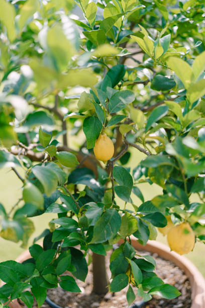 istock Yellow lemons on a tree, lemon trees in pots, close-up. 1226608166
