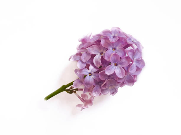 istock lilac branch isolated on white background 1226608558