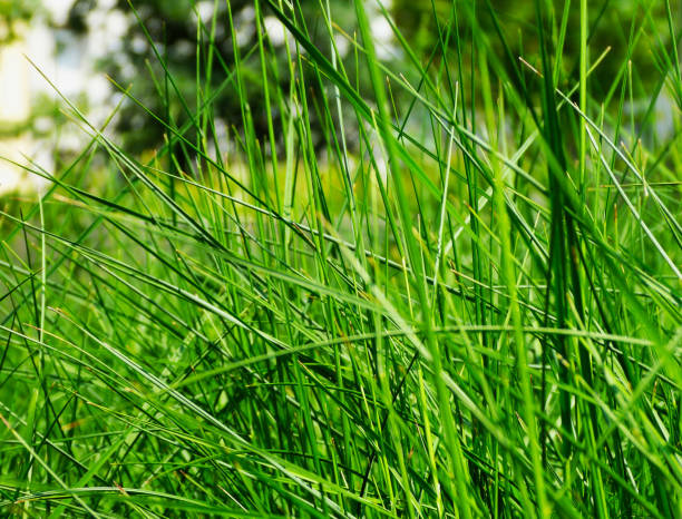 мягкое зеленое изображение травинки крупным планом с размытым зеленым фоном - long leaf grass blade of grass стоковые фото и изображения