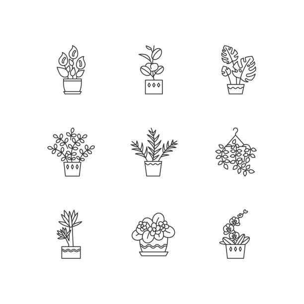 domestizierte pflanzen pixel perfekte lineare symbole gesetzt. zimmerpflanzen. violett, ficus, monstera. lilie, pothos. anpassbare dünne linienkontursymbole. isolierte vektorumriss-illustrationen. bearbeitbarer strich - moth orchid stock-grafiken, -clipart, -cartoons und -symbole