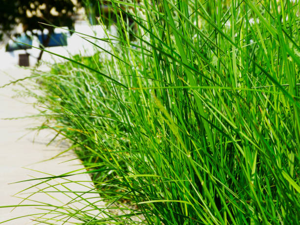 istock Soft green image of grass blade close-up. blurred soft street background 1226609171