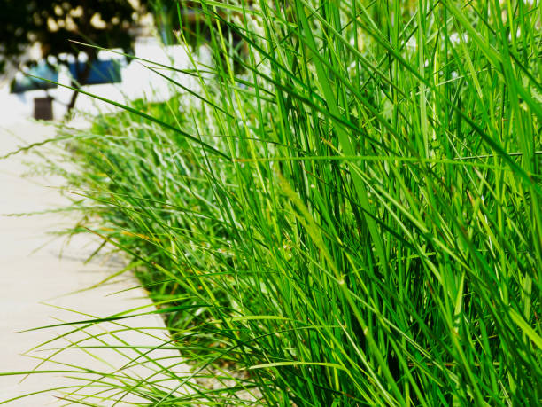 мягкое зеленое изображение травяного лезвия крупным планом. размытый мягкий уличный фон - long leaf grass blade of grass стоковые фото и изображения