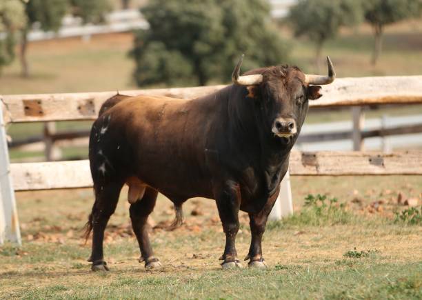 istock Bull in spain in the green field 1226609403