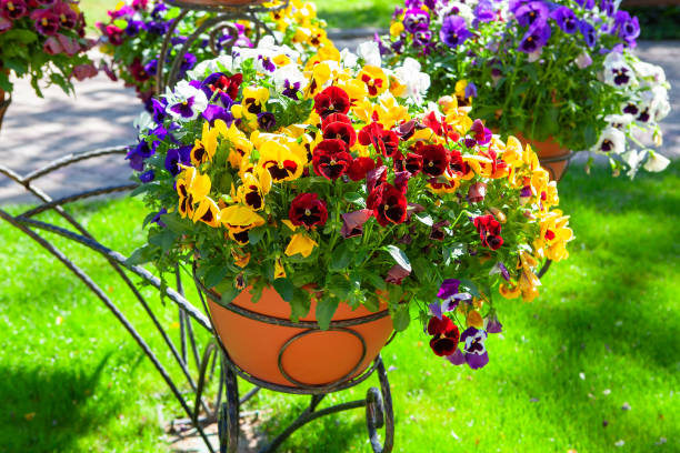 istock colored flowers in flowerpots 1226609714