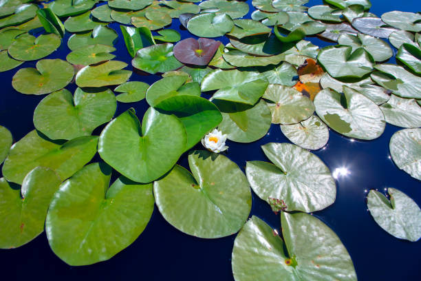 istock water lily with flowers 1226609725