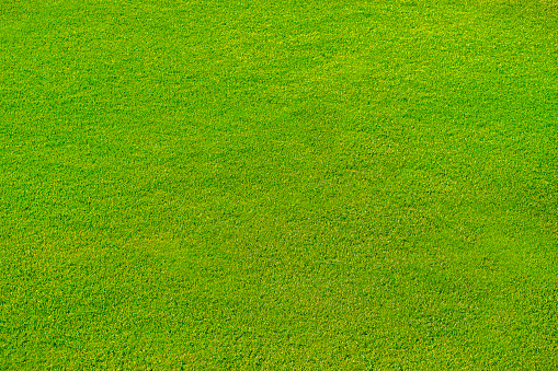 Green lawn for background.Green grass background texture. top view.