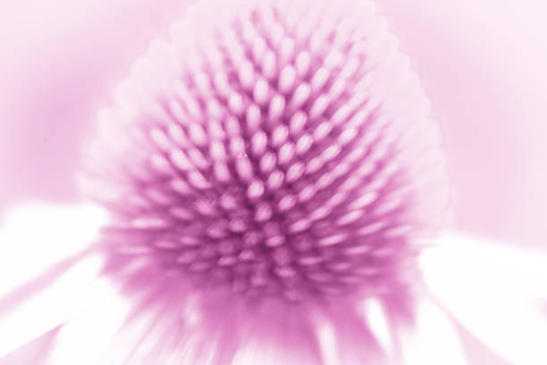 Nature themed background image with copy space for presentation and text, depicting purple coneflowers.