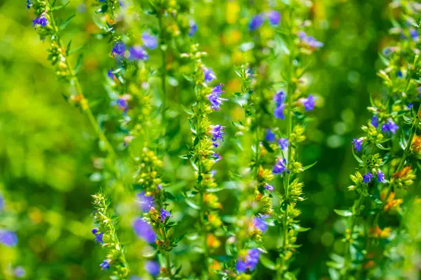 Photo of closeup background of purple blue aromatic abundance of flower bloom of hyssop