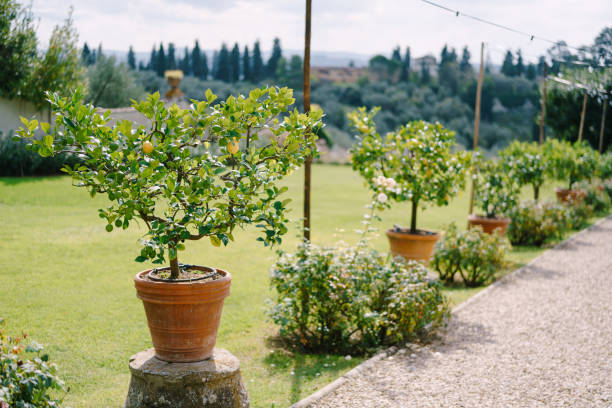 Yellow lemons on a tree, lemon trees in pots.