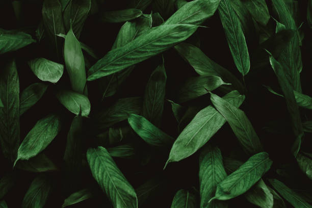 istock green leaves for background and wallpaper 1226612108