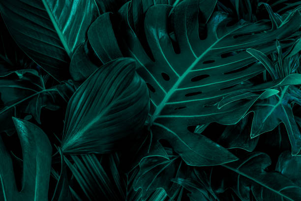 istock green leaves for background and wallpaper 1226612114