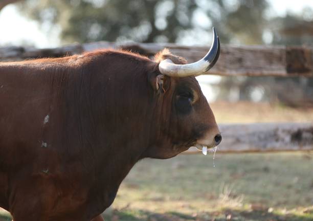 Bull in spain in the green field