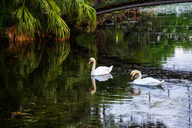 istock Shades of Monet's garden 1226613381