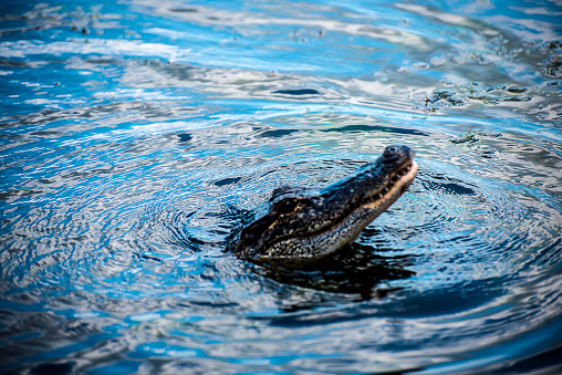 Long alligator swims in canal eyes popped up