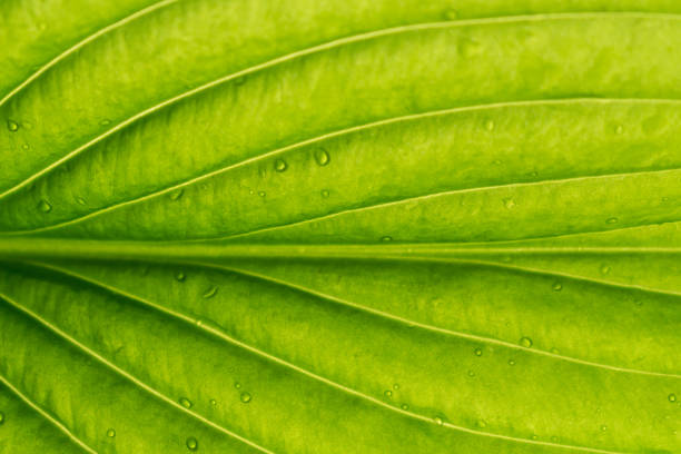 Close-up green leaf. Natural  background.