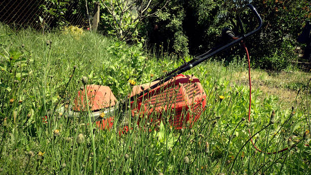 mow the lawn - lawn mower red plant lawn imagens e fotografias de stock