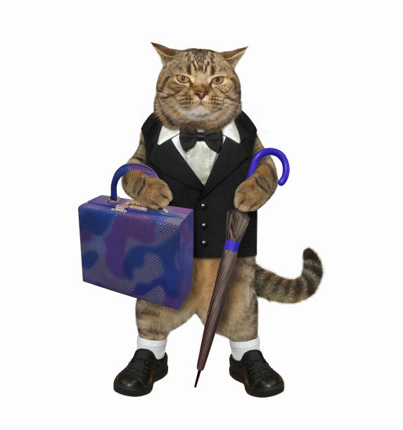 istock Cat with bag and umbrella 1226615873