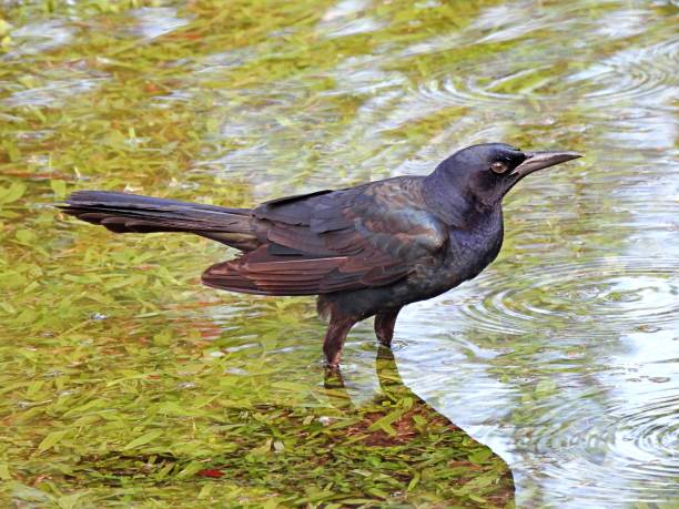 istock Boat-tailed Grackle (Quiscalus major) in a Florida lake 1226615911