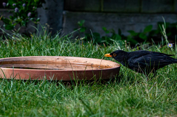 male blackbird in the countryside