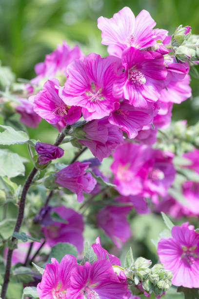 Malva thuringiaca Lavatera thuringiaca blooms in the wild in summer,