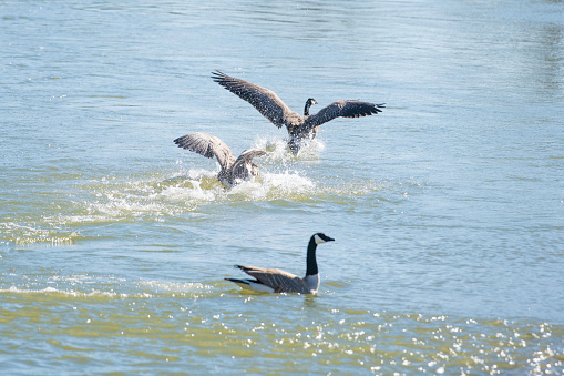 Pair of Canada Geese on the water.