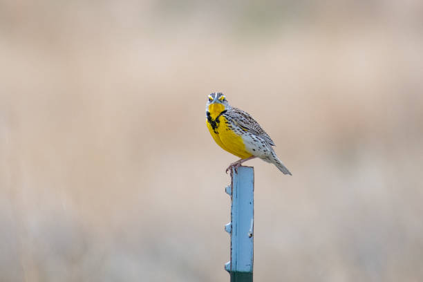 Western Meadowlark perching on fence