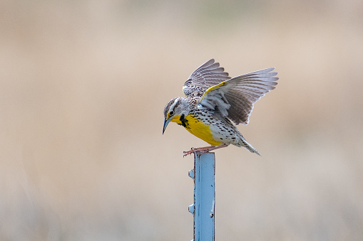 Western Meadowlark perching on fence
