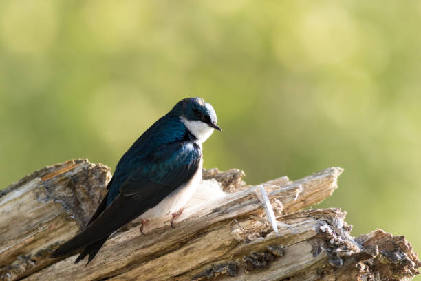 istock Tree Swallow perched on branch in beautiful morning light and fog 1226618567