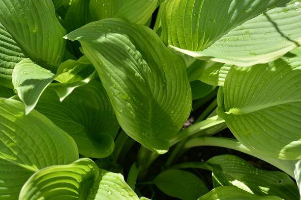 istock hosta plantaginea plant with large green leaves 1226619220