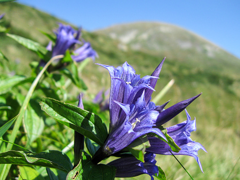 Wild purple macro flowers bloom in Carpathian mountains. View on Mount Hoverla, hiking on sunny day