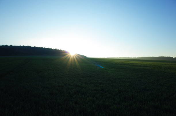 Scenic view of blooming spring field at sunrise