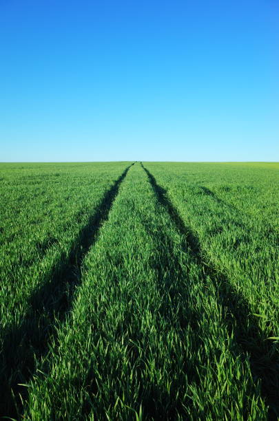 Scenic view of blooming spring field at sunrise