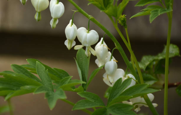istock Flowering Bleeding Heart Plant in the Spring 1226619614