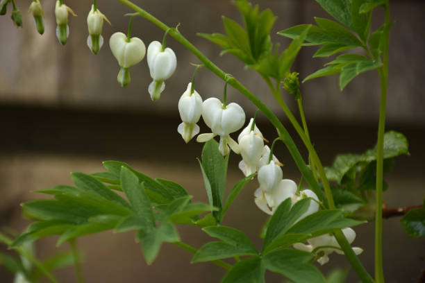 istock Flowering Bleeding Heart Plant in the Spring 1226619629